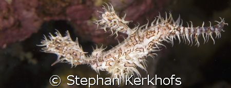 Harlequin Ghost Pipefish (Solenostomus paradoxus) taken i... by Stephan Kerkhofs 